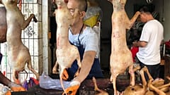 Yulin'de Dongkou pazarı Çin (2018 Arşiv)
