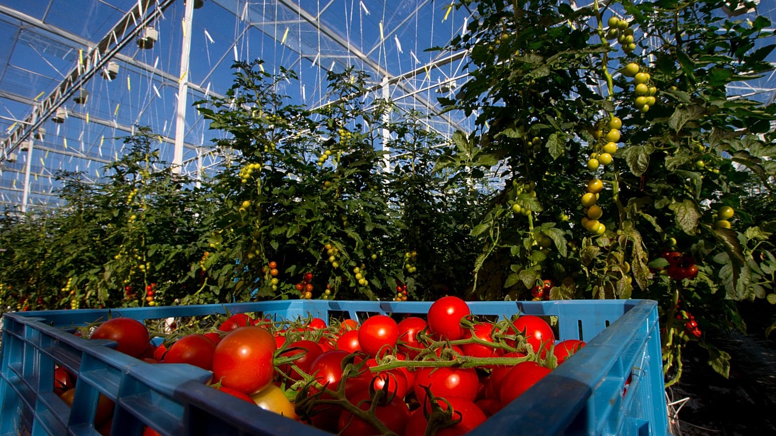 UK food firm charters plane to fly in Romanians to help with harvest