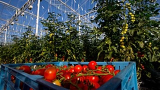 UK food firm charters plane to fly in Romanians to help with harvest