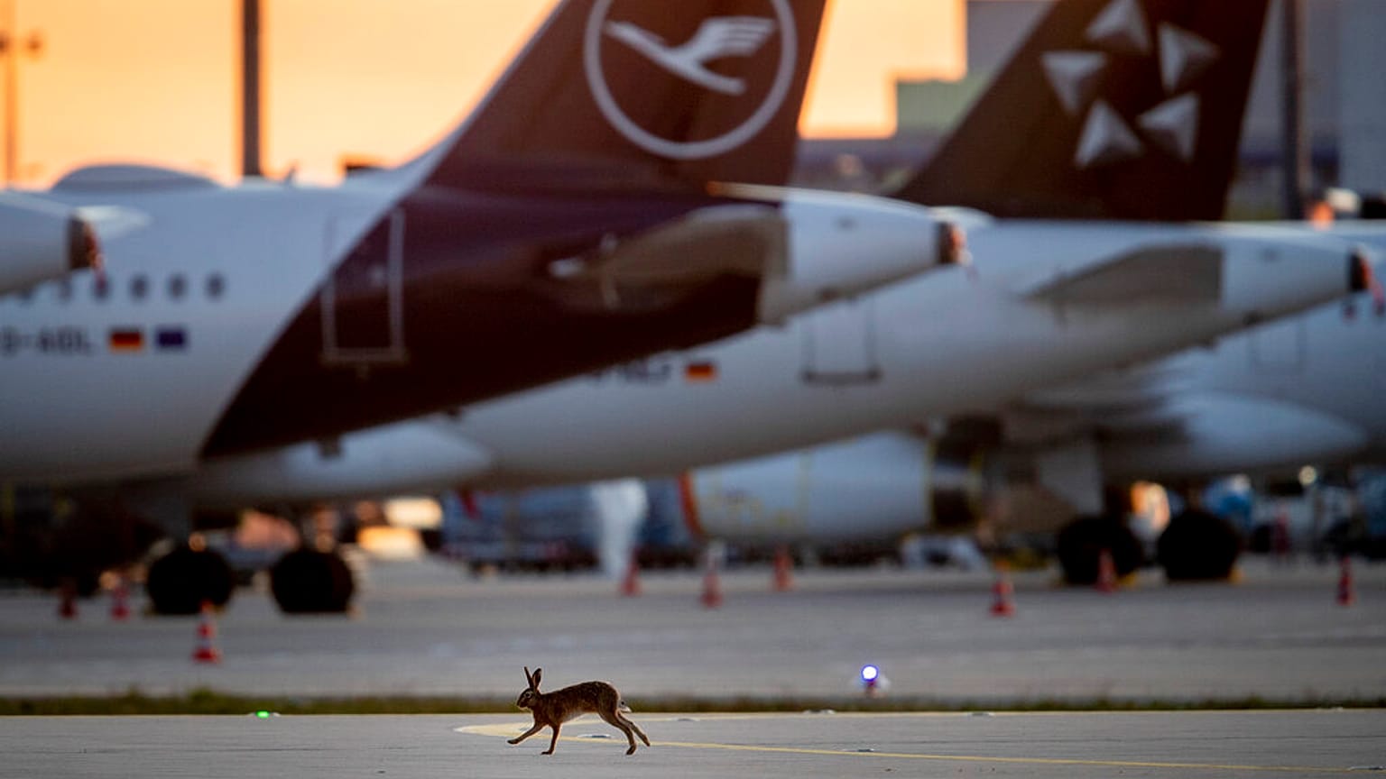 Egy nyúl szalad a Lufthansa német légitársaság leállított repülőglépei között a frankfurti repülőtéren 2020. április 11-én.