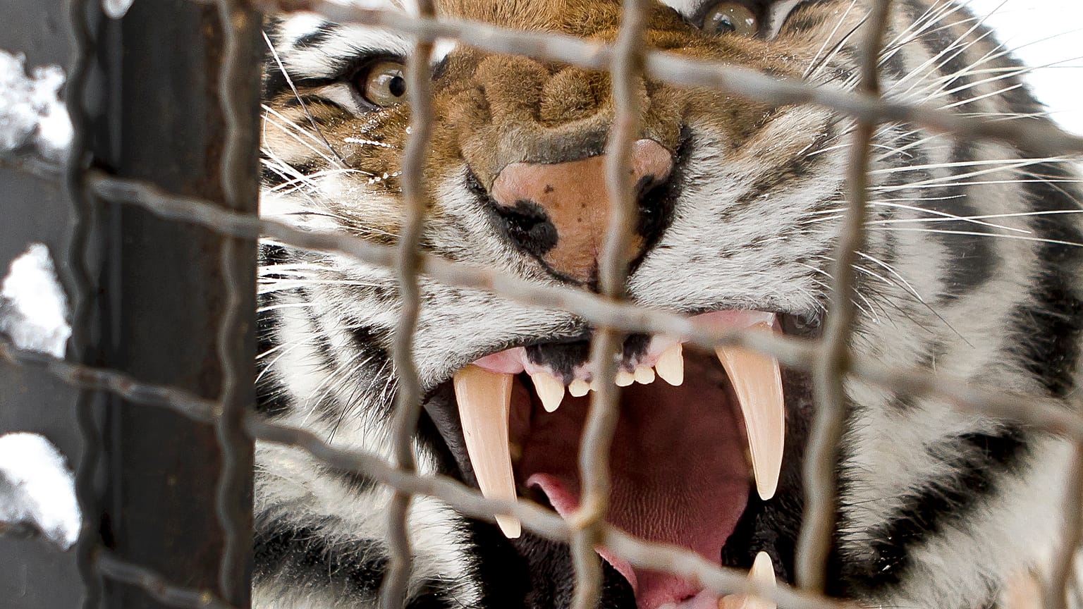 A Siberian tiger yawns in it's enclosure at the zoo in Bucharest, Romania, Friday, Feb. 3, 2012. 