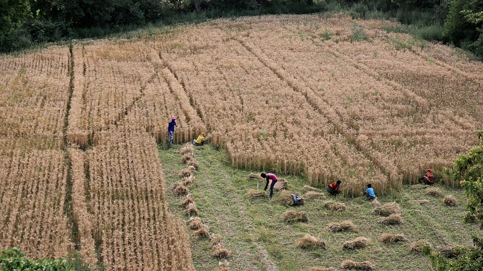 Indian farmers work in their farm during lockdown in New Delhi, India, Wednesday, April 15, 2020. 