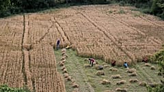 Indian farmers work in their farm during lockdown in New Delhi, India, Wednesday, April 15, 2020. 