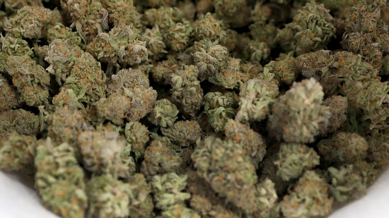 Cannabis Marijuana
