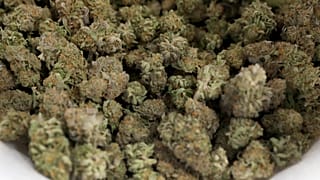 Cannabis Marijuana