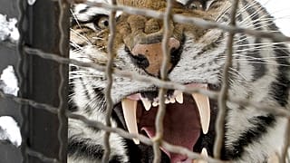 النمور الأسيرة في الاتحاد الأوروبي والأخطار المحدقة بها