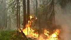 В России начались лесные пожары