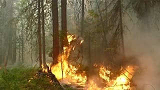 Nuovo attacco a un polmone verde del mondo