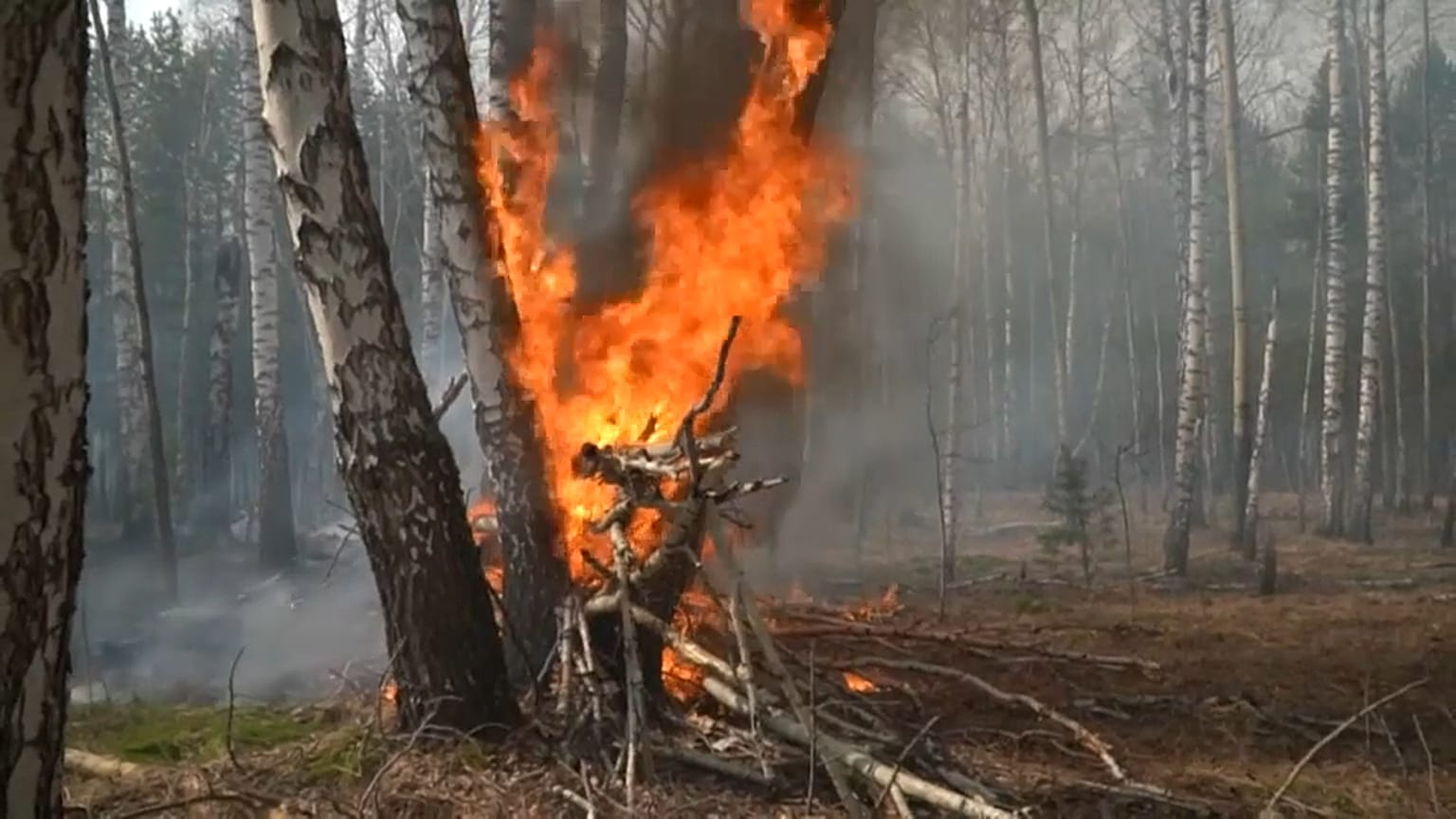 Brennender Baum in Russland