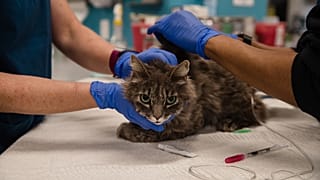 A cat at the clinic at the San Diego Humane Society on April 21, 2020