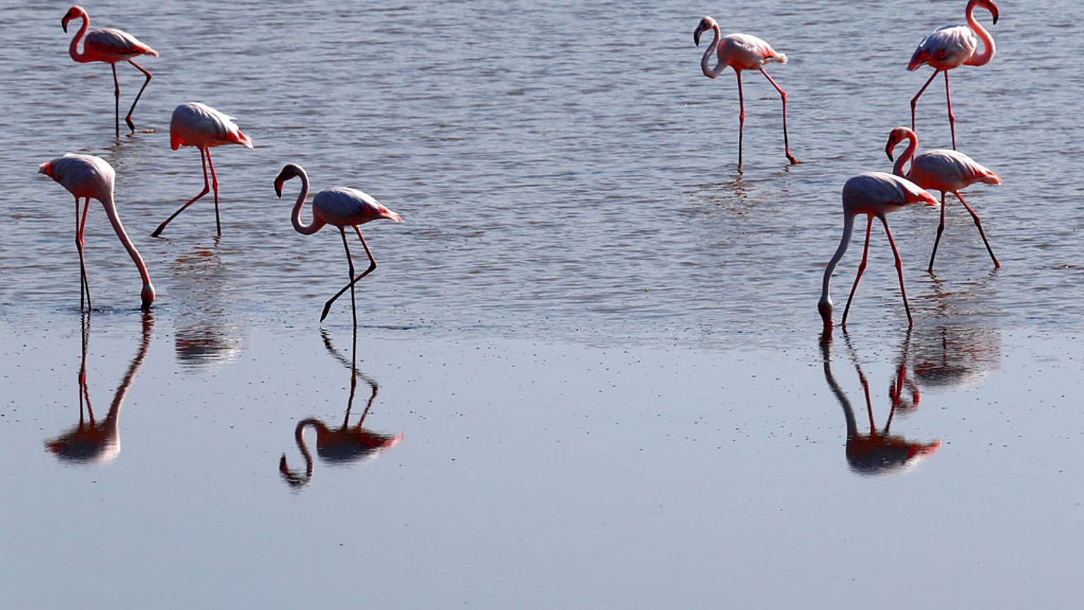 Cyprus Flamingo