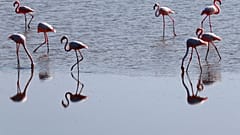 Cyprus Flamingo