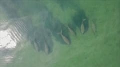 Редкие дюгони приблизились к побережью