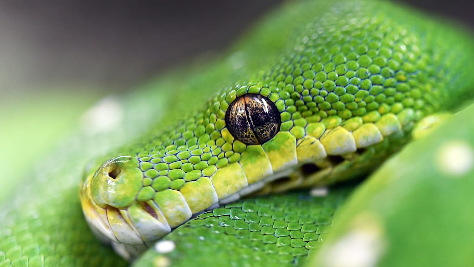 Green snake