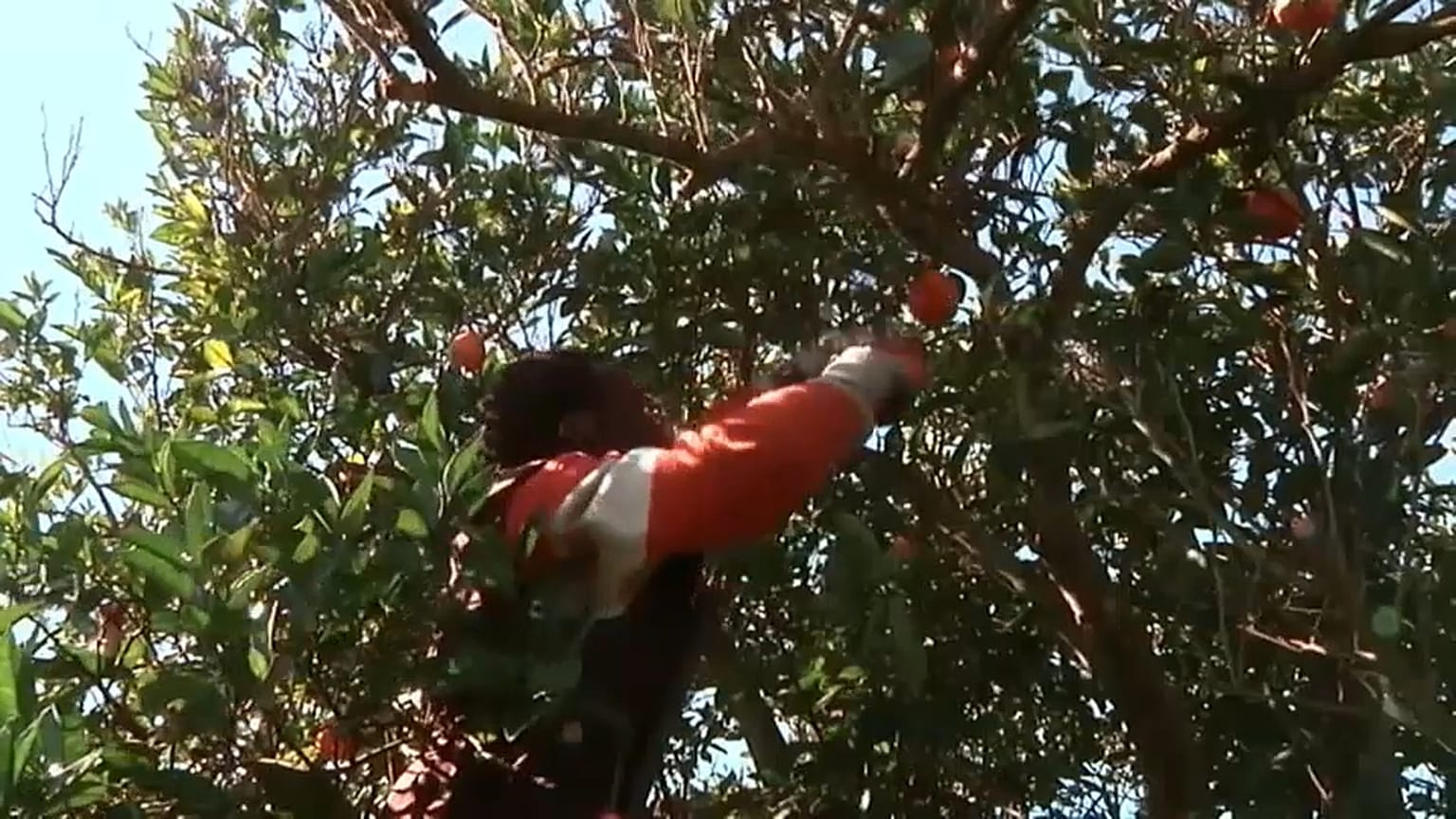 Mancano lavoratori agricoli, l'Italia studia una sanatoria