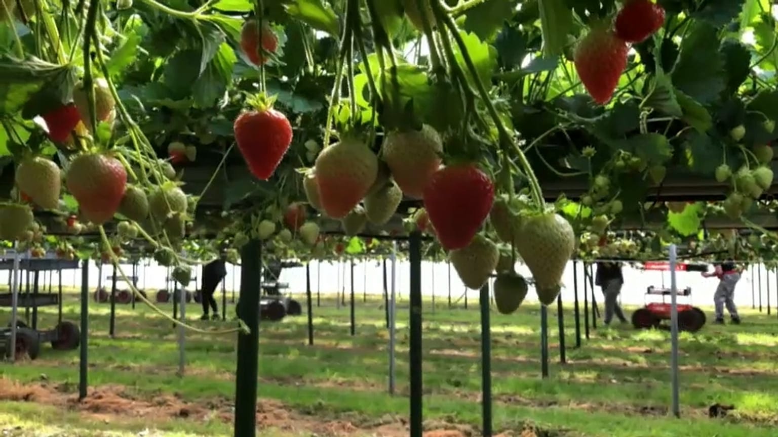 Confrontés à la crise économique, les agriculteurs anglais craignent pour leurs récoltes 