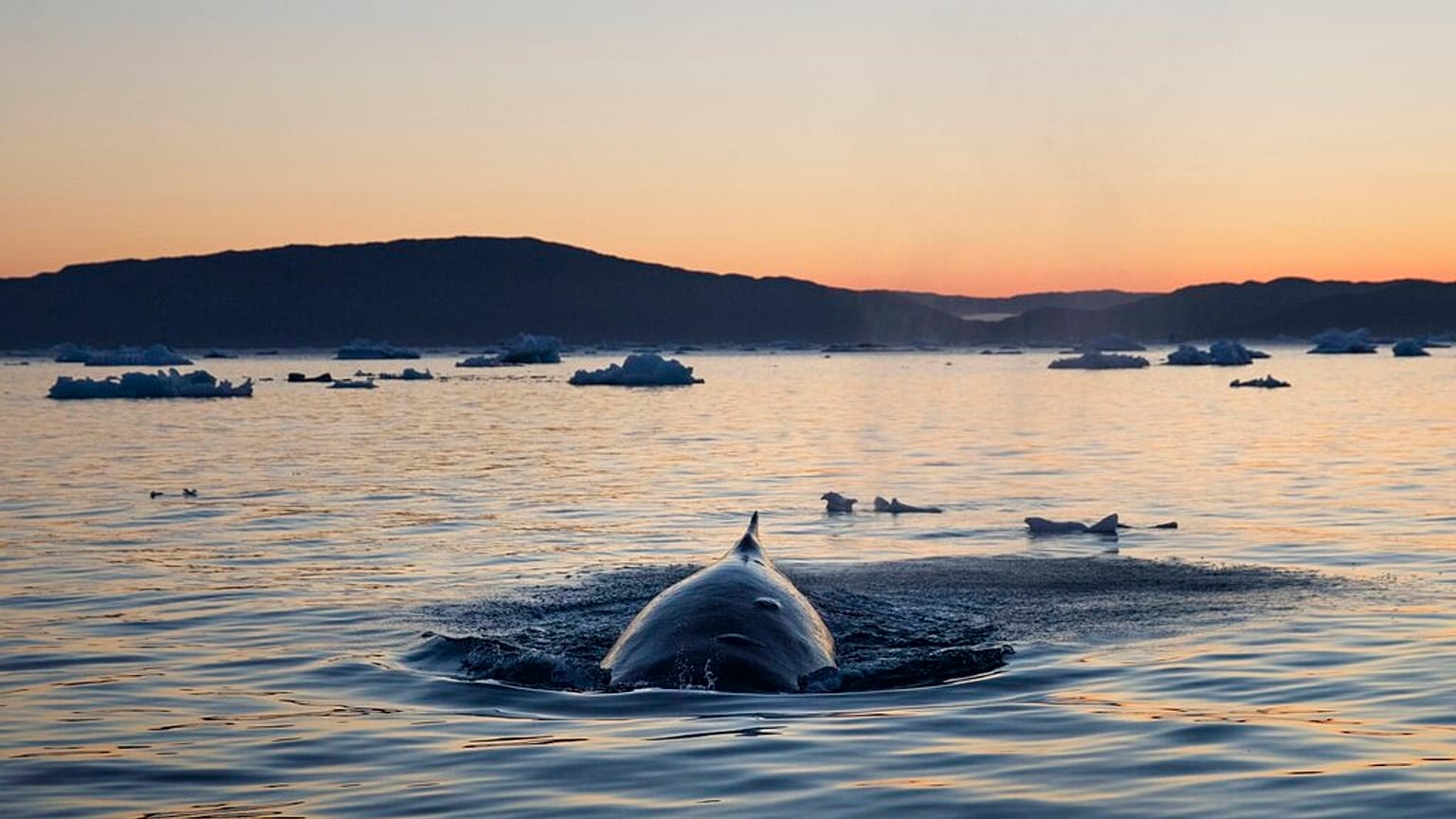 Whales 