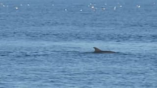Dolphins take advantage of Turkey's lockdown to explore Istanbul's Bosphorus