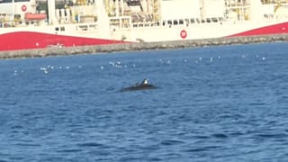 Viel mehr Spielraum: Delfin-Vergnügen im Bosporus