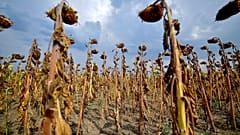 Hungary Drought