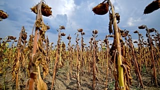 Hungary Drought