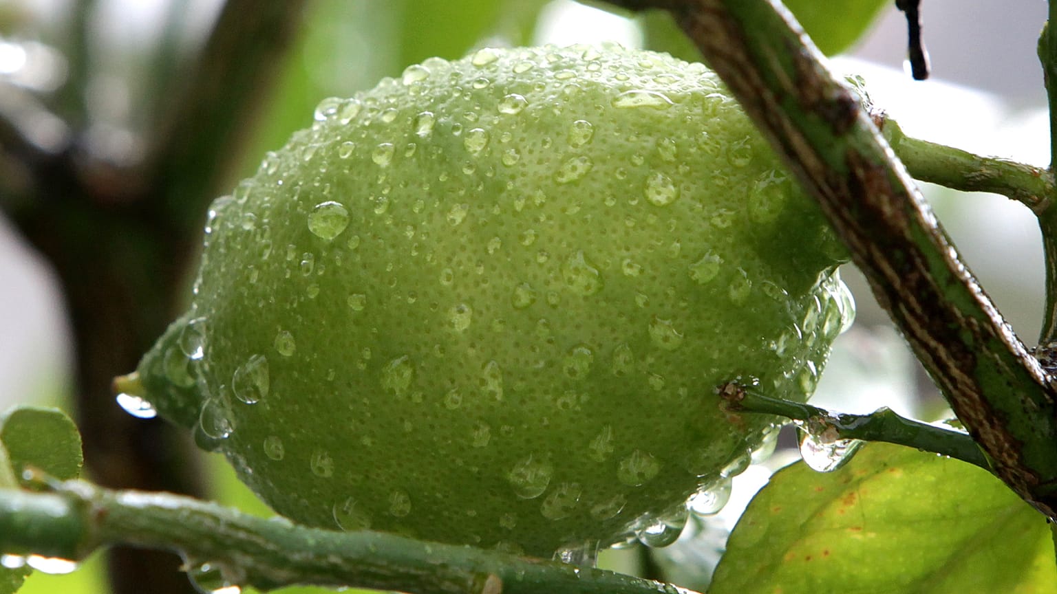Covid-19: tutti pazzi per i limoni, boom del prezzo