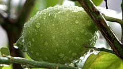 Covid-19: tutti pazzi per i limoni, boom del prezzo