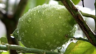Covid-19: tutti pazzi per i limoni, boom del prezzo