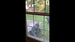 an alligator in the backyard