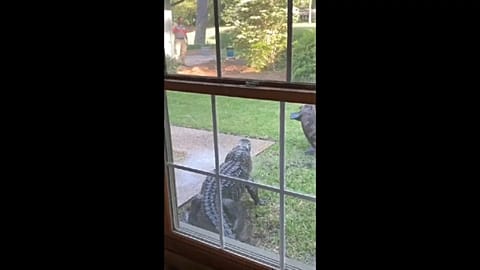 Alligator-Besuch im Garten