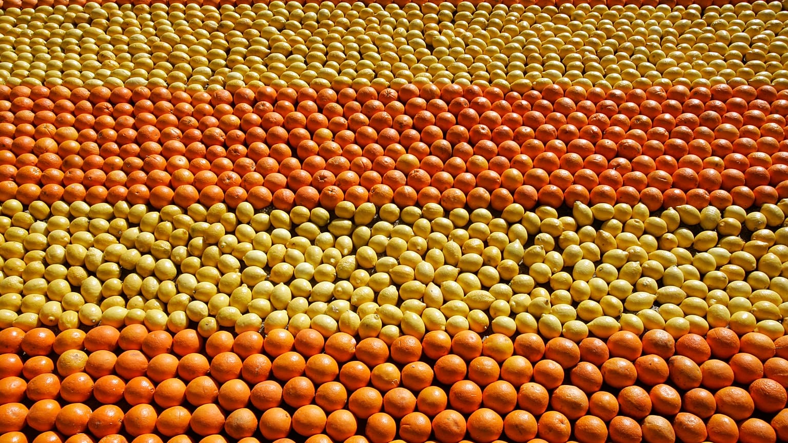 Tapis de citrons et d'oranges lors de la Fête du Citron à Menton (France) en 2009. Photo d'illustration.
