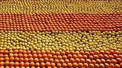 Tapis de citrons et d'oranges lors de la Fête du Citron à Menton (France) en 2009. Photo d'illustration.