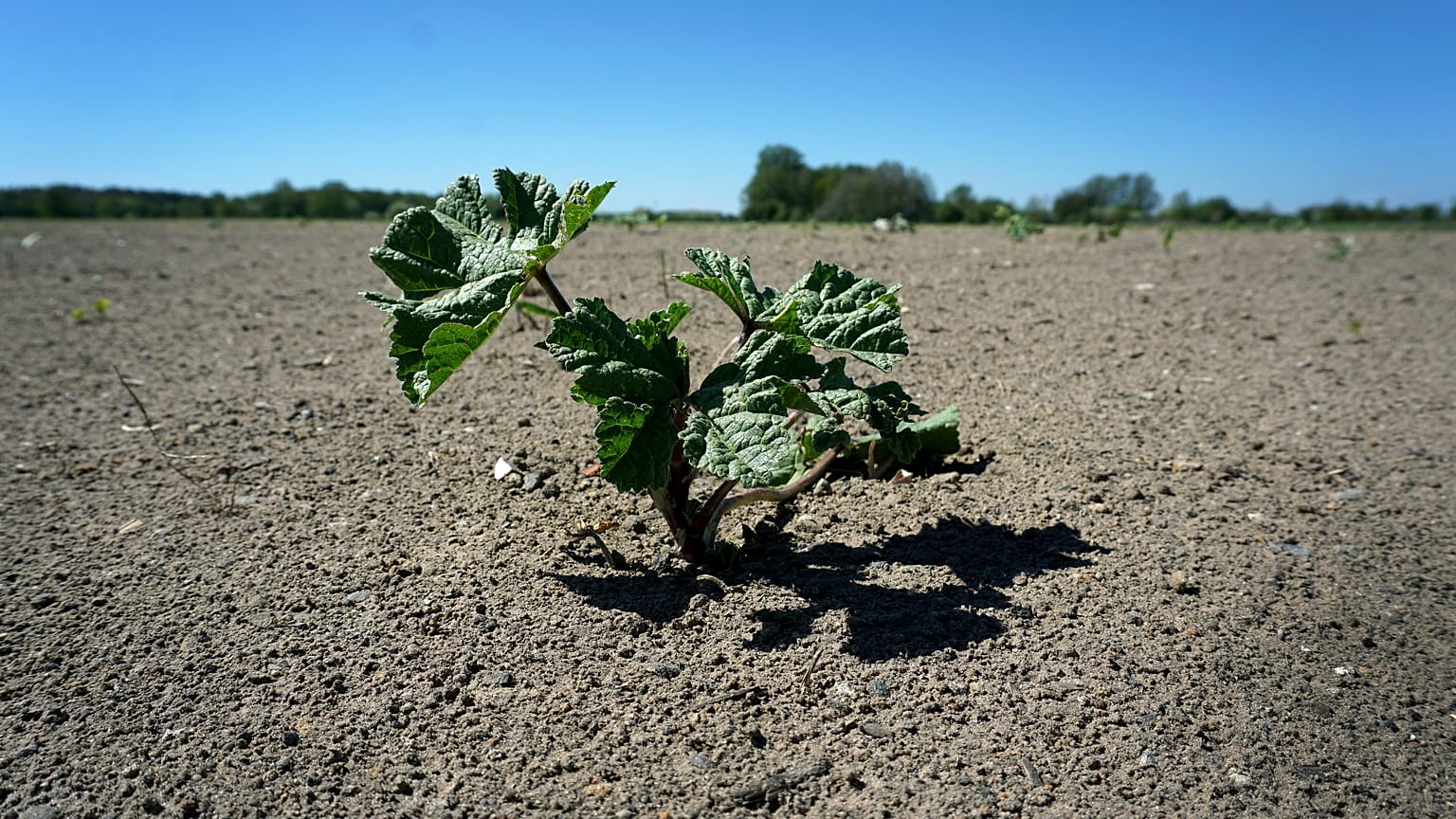 APTOPIX Germany Weather Drought
