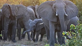 Wildlife in South Africa needs protection more than ever before