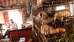 صورة من الأرشيف من سوق للحيوانات البرية في غوانزو جنوب الصين (2004) 
