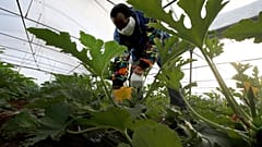 Italienische Ernte: Illegale sollen es richten 