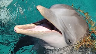 Bottlenose dolphin