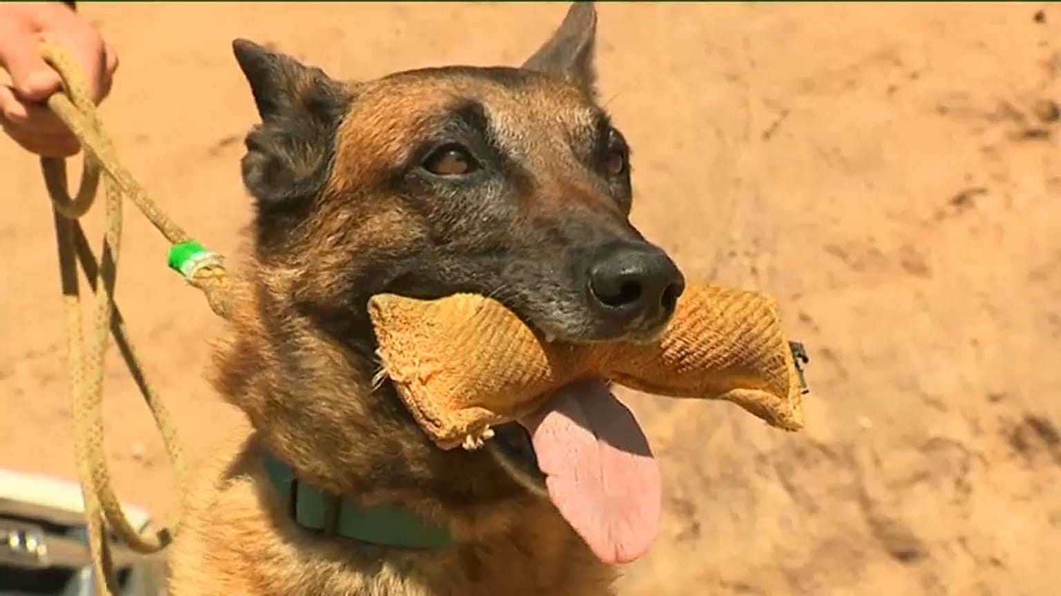 Dogs in Corsica in COVID-19 emergency service detection trials