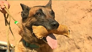 Entrenamiento de perros para que puedan detectar el coronavirus