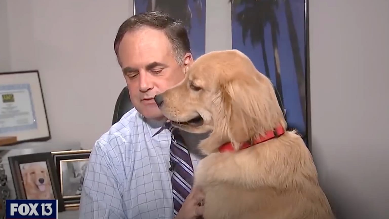 Paul Dellegatto és Brody, az arany retriever