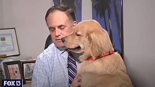 Paul Dellegatto és Brody, az arany retriever