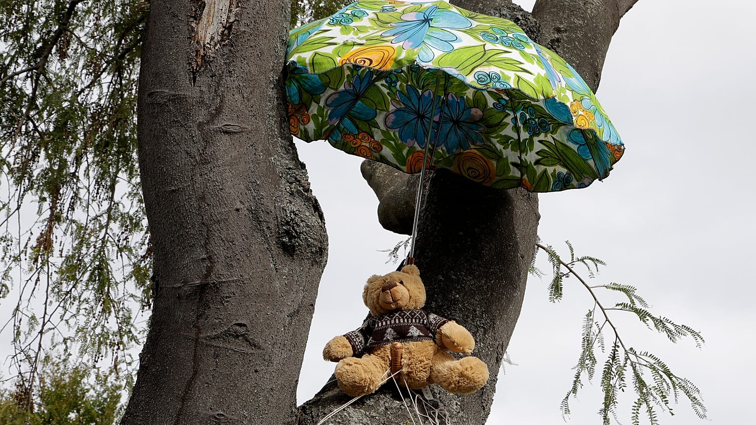 APTOPIX Virus Outbreak New Zealand Bears