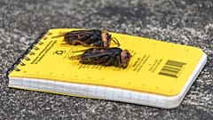 Riesenhornissen gesichtet: US-Imker bangen um ihre Bienen