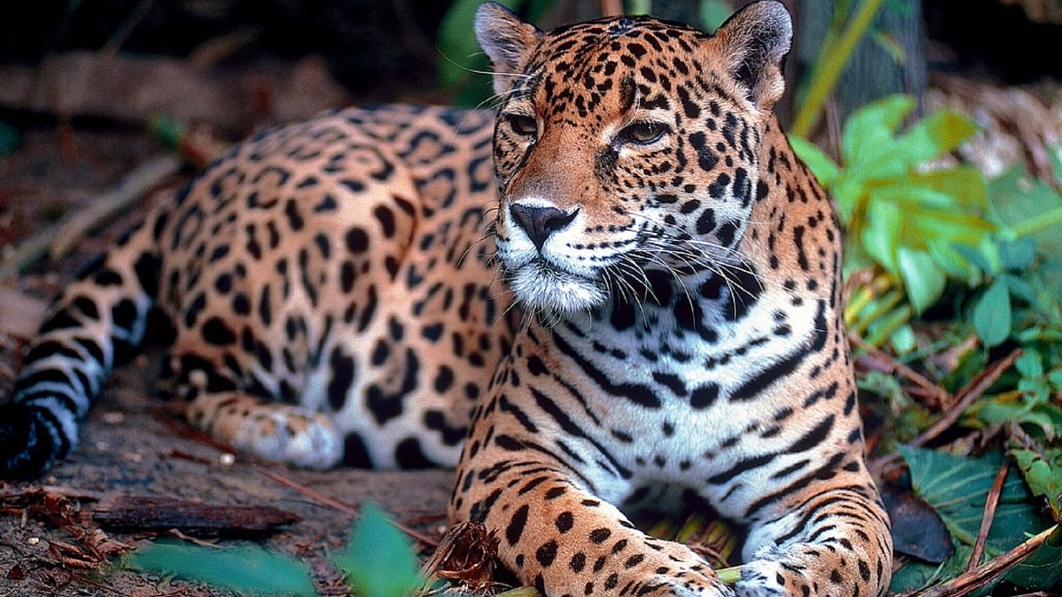 Wildlife is roaming the Mayan forests