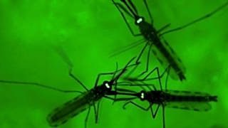 Mosquitos