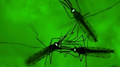 Bevölkerung in Flughafennähe von Frankfurt vor Malaria gewarnt