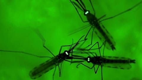 Residents near Frankfurt Airport warned about malaria