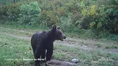 Erste Sichtung eine Braunbärs in Nordspanien seit 150 Jahren 
