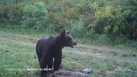 Erste Sichtung eine Braunbärs in Nordspanien seit 150 Jahren 