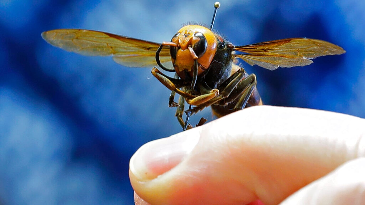 How worried should we be about the ‘murder hornet’?
